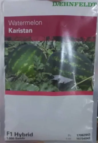 فروش-بذر-هندوانه-زودرس-کاریستان