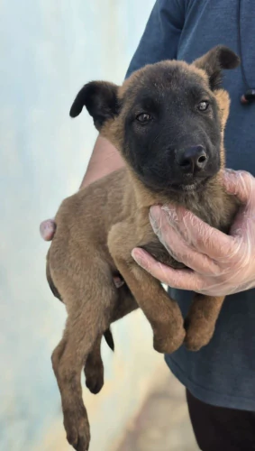 فروش-سگ‌های-مالینویز-اصیل--توله-و-بالغ