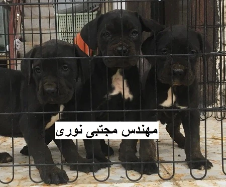 خرید-توله-سگ-نژاد-کن-کورس-اصل-ایتالیایی-اصل