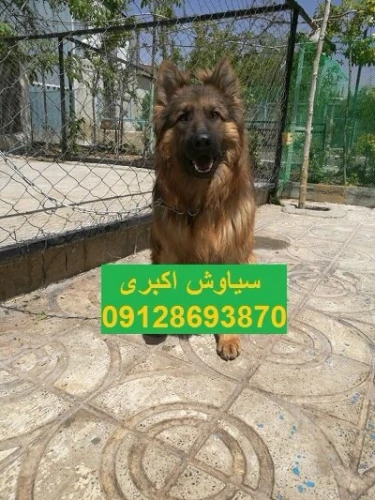 قیمت-خرید-سگ-ژرمن-شپرد-ورک-لاین