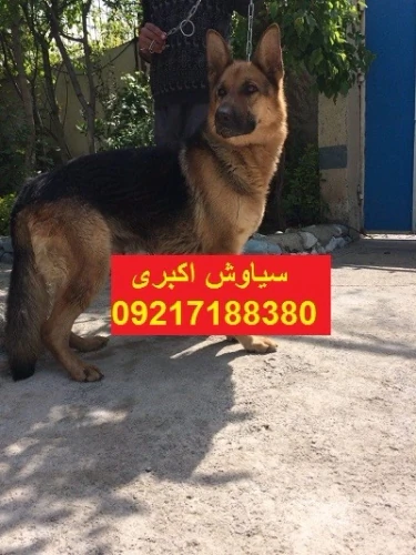 رفتار-شناسی-سگ-ژرمن-شپرد-ورک-لاین