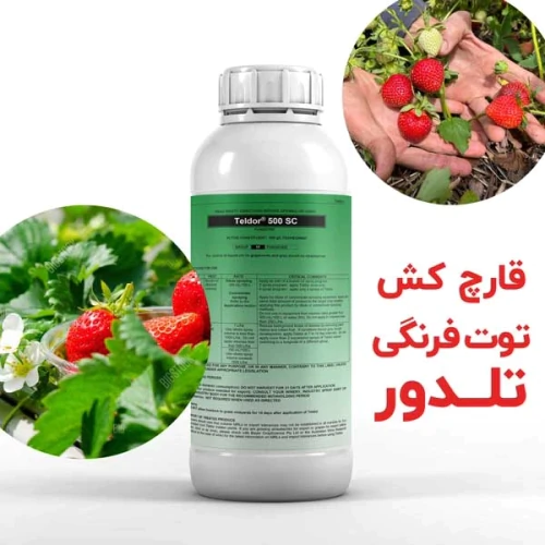 خرید-عمده-تلدور-teldor-برای-پرورش-توت-فرنگی