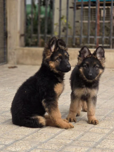 انواع-سگ-های-نژاددار-و-اصیل-در-باشگاه-سگ-های-نگ