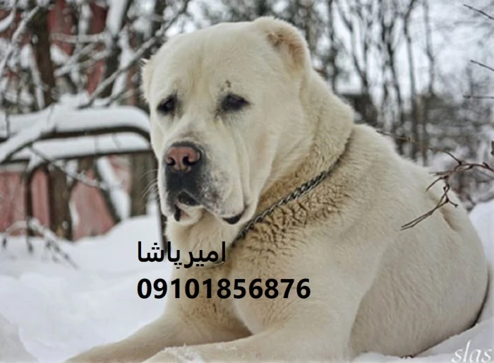 فروش-آلابای-اصیل-ترکمن-—-در-محمدشهر