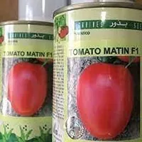 فروش-بذر-گوجه-متین-اف-یک