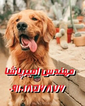 فروش-توله-سگ-گلدن-رتریور-اصیل-درمجموعه-امیرپاشا