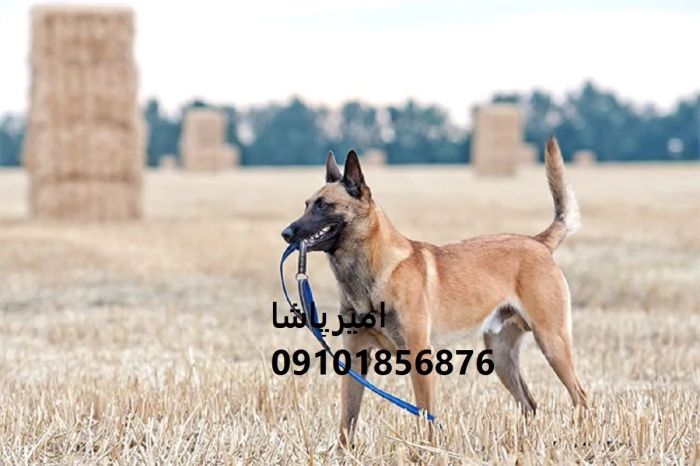 توله-مالینویزِ-هوشِ-شگفت‌انگیز-انرژی-بی‌پایان-