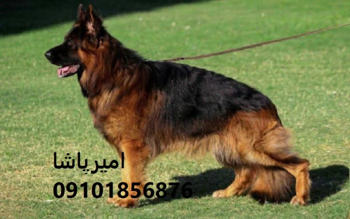 🐕‍🦺-ژرمن-شپرد-اصیل-ورک-لاین-موبلند-کلاسیک