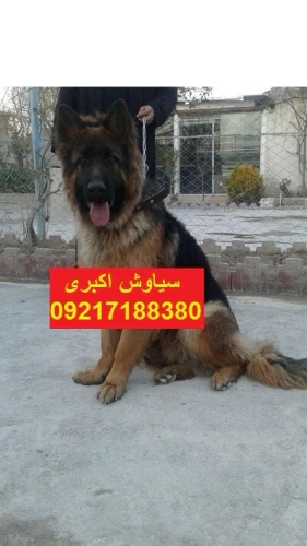 فروش-سگ-ژرمن-شپرد-ورک-لاین-شجره-دار