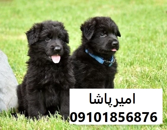 فروش-توله-سگ-ژرمن-بلک-اصیل-در-مجموعه-امیرپاشا