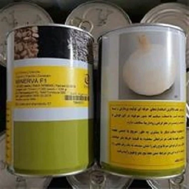 فروش-بذر-پیاز-مینروا-با-کیفیت-تضمینی