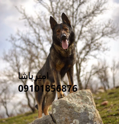 توله-ژرمن-شپردِ-همراهی-برای-خانواده-در-محمدشهر