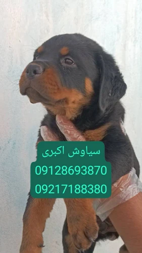 مرکز-پرورش-سگ-روتوایلر-اروپایی-پوزه-دلقکی