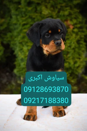 فروش-سگ-european-rottweiler-docked-muzzle