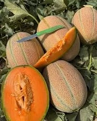 فروش-بذر-ملون-جانا