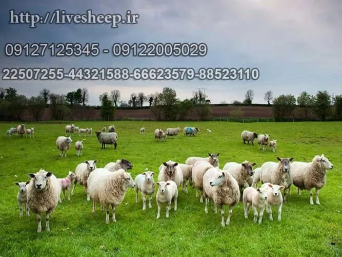 فروش-گوسفند-زنده-(1398)