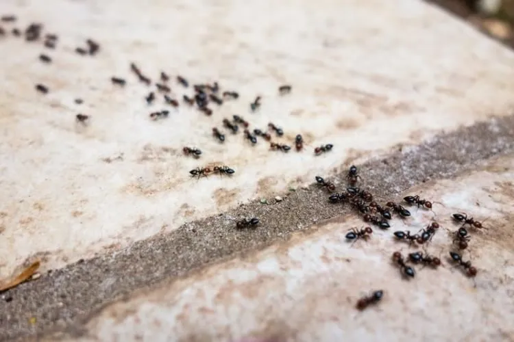 سمپاشی-تخصصی-مورچه