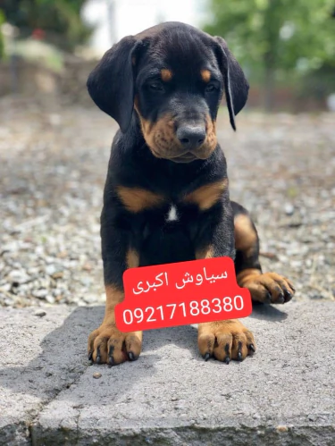 خرید-توله-سگ-دوبرمن-پینچر-2-ماهه