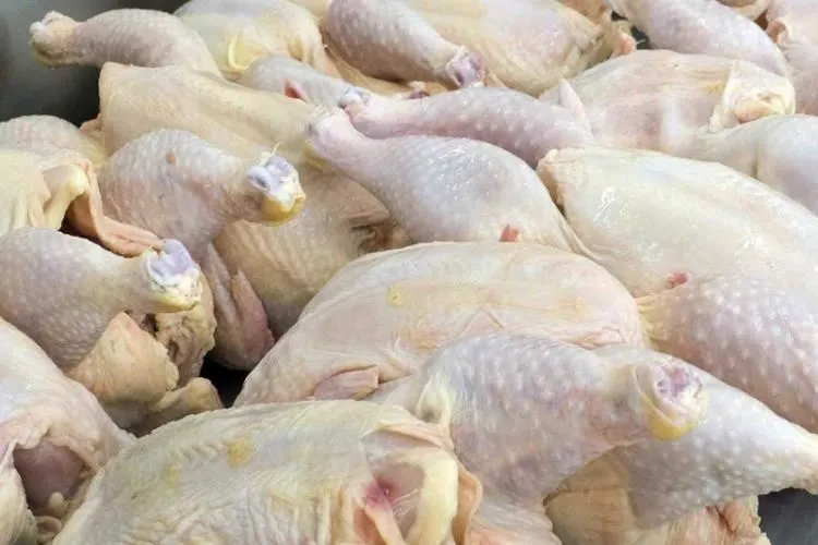 فروش-گوشت-مرغ-منجمد-سابین-تجارت