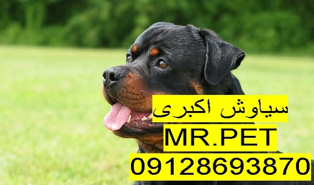 🐾-آگهی-ویژه-و-متفاوت:-توله-سگ-روتوایلر-اروپایی