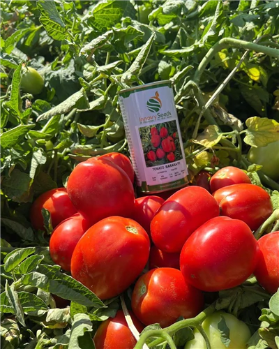 مزایای-استفاده-از-بذر-گوجه-باراکا
