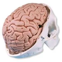 مولاژ-مغز-انسان-دارای-تالاموس