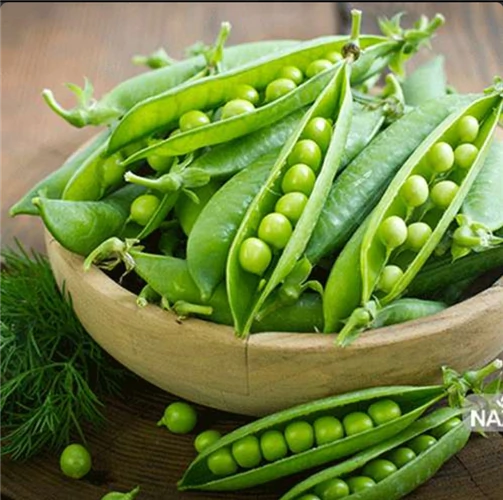 بذر-نخود-فرنگی-ولف--رقم-پربازده-برای-کشت-باکیف