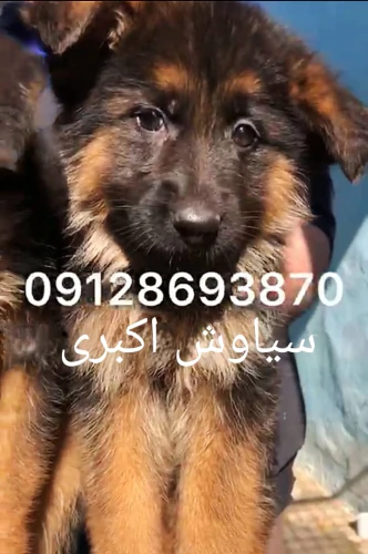 🐾-بيع-وشراء-كلاب-جيرمن-شيبرد-🐾