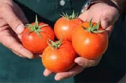 بذر-گوجه-فرنگی-تارا