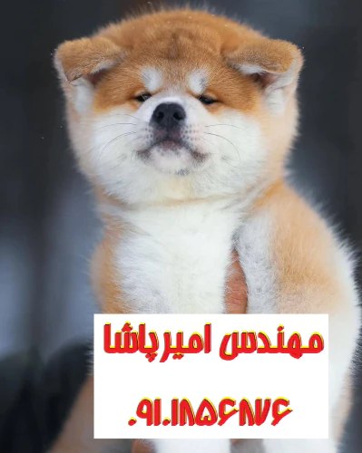 فروش-توله-سگ-آکیتا-اصیل--مجموعه-امیرپاشا