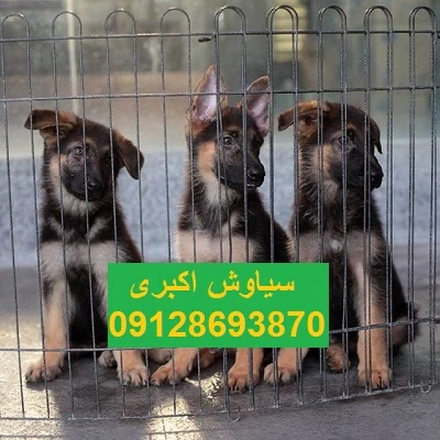 مرکز-پخش-سگ-ژرمن-شپرد-ورک-لاین