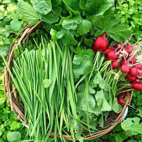 قیمت-و-خرید-بذر-سبزی--فروش-بهترین-بذر-سبزیجات