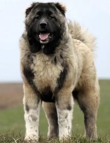 سگ-قفقازی-سگ-نگهبان