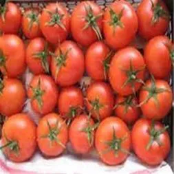 فروش-بذر-گوجه-فرنگی-8700