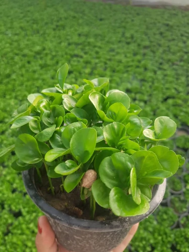 فروش-سبزه-نارنج-عید-۱۴۰۵-قیمت-۴۹۵۰۰-تومان