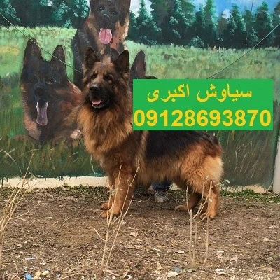 خرید-سگ-ژرمن-شپرد-ورک-لاین-وارداتی