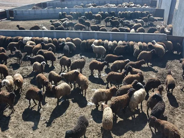 گوسفند-و-گام-با-ارسال-رایگان-به-همه-جای-ایران