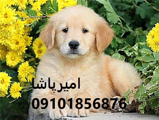فروش-توله-سگ-گلدن-اصیل--مجموعه-امیرپاشا
