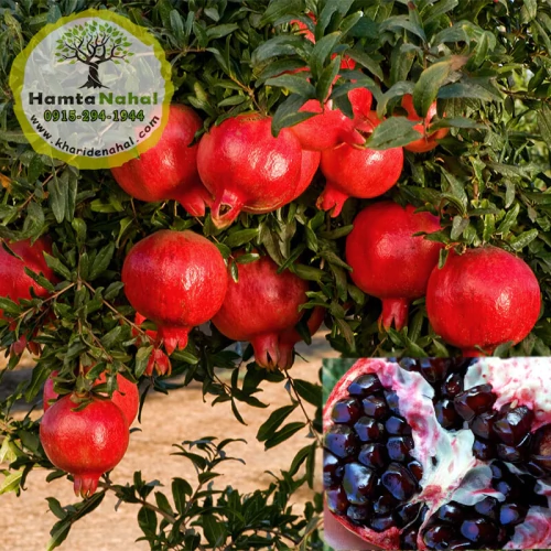 نهال انار واندرفول