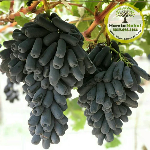 نهال انگور موندراپ