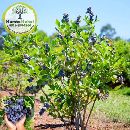 نهال بلوبری