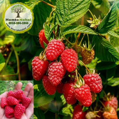 نهال رازبری