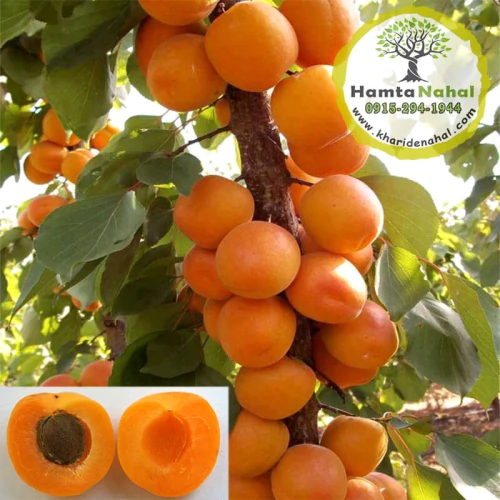 نهال میوه پایه رویشی