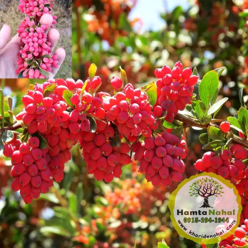 نهال زرشک پفکی