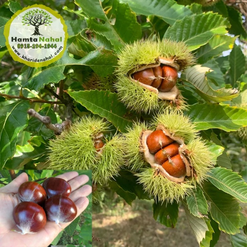 نهال شاه بلوط