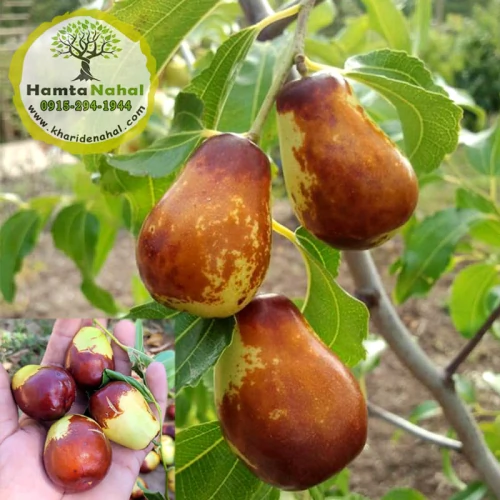 نهال عناب اوکراینی