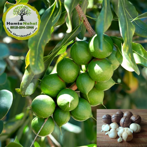 نهال ماکادمیا