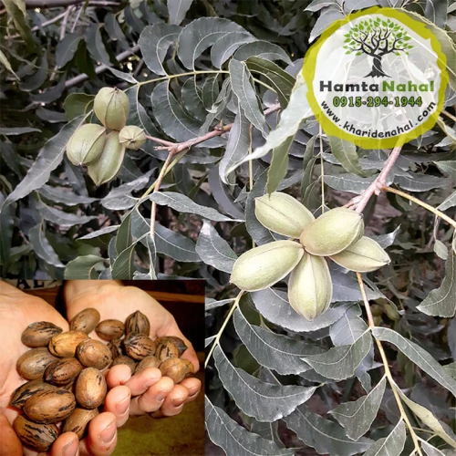 نهال گردو پکان آمریکایی