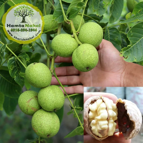 نهال گردو چندلر