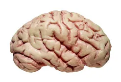 مولاژ-مغز-انسان-9-قسمتی
